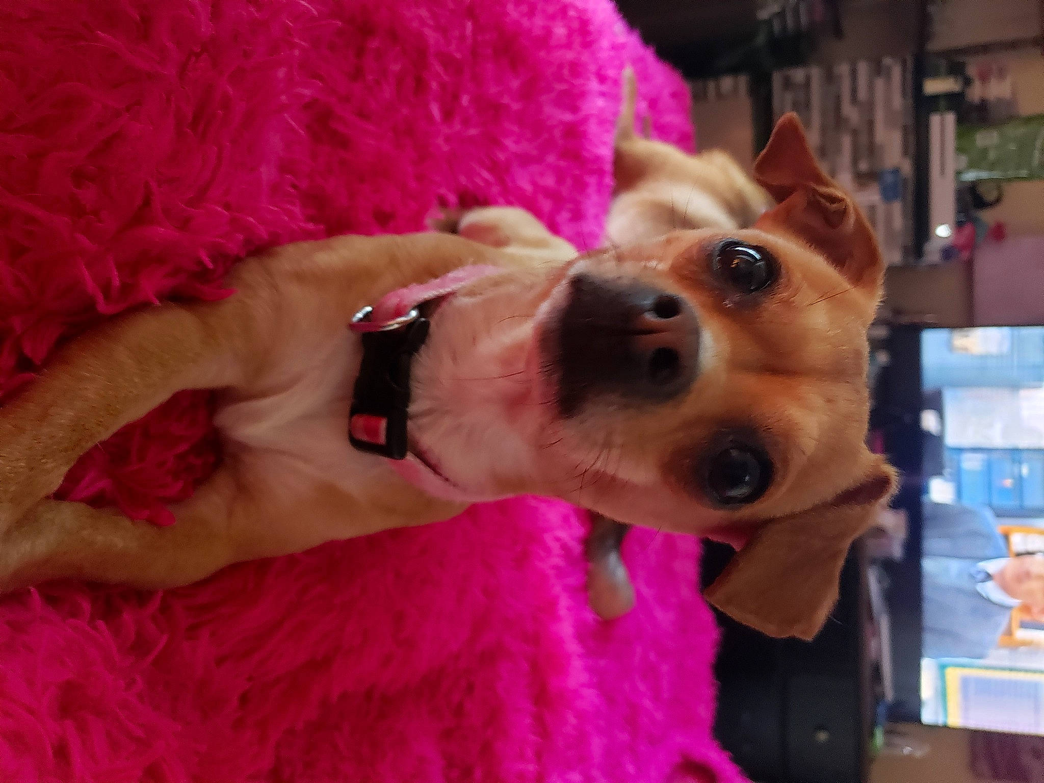 Frankie joined the competition — help win amazing prizes! carnivore, collar, companion_dog, dog, dog_breed, dog_collar, dog_supply, ear, eyewear, fawn, fur, jewellery, magenta, pink, selfie, smile, snout, sporting_group, sunglasses, working_animal