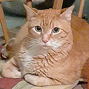 Chela Maria is registered to the contest to win money with this photo: cat, tabby, orange_cat, indoor, furniture, cushion, resting, pet, animal, whiskers, ears, eyes, fur, closeup, domestic_cat, face, relaxing, chair_legs, home, cute