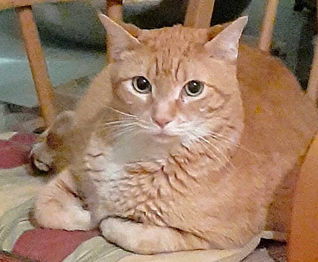 Chela Maria is registered to the contest to win money with this photo: cat, tabby, orange_cat, indoor, furniture, cushion, resting, pet, animal, whiskers, ears, eyes, fur, closeup, domestic_cat, face, relaxing, chair_legs, home, cute