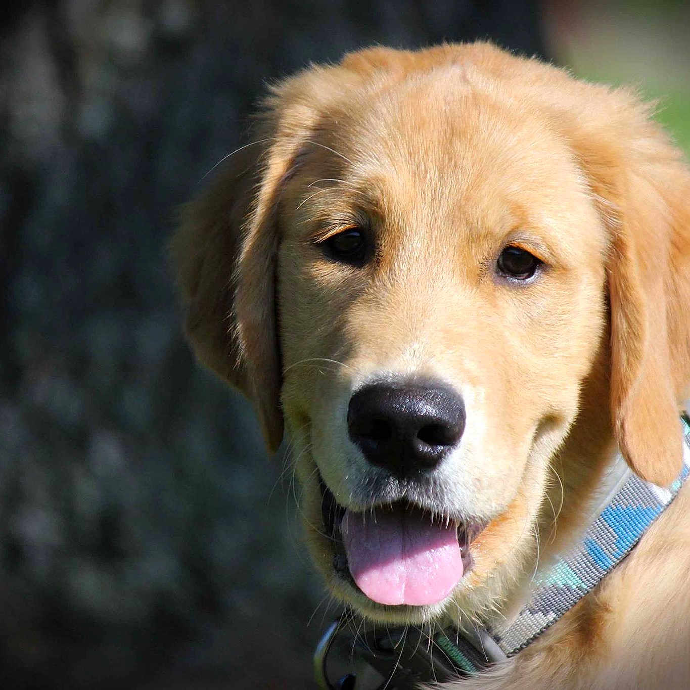 Marlo joined the competition — help win amazing prizes! ancient_dog_breeds, canidae, carnivore, companion_dog, dog, dog_breed, fawn, golden_retriever, hovawart, labrador_retriever, mammal, puppy, retriever, snout, sporting_group, vertebrate, whiskers