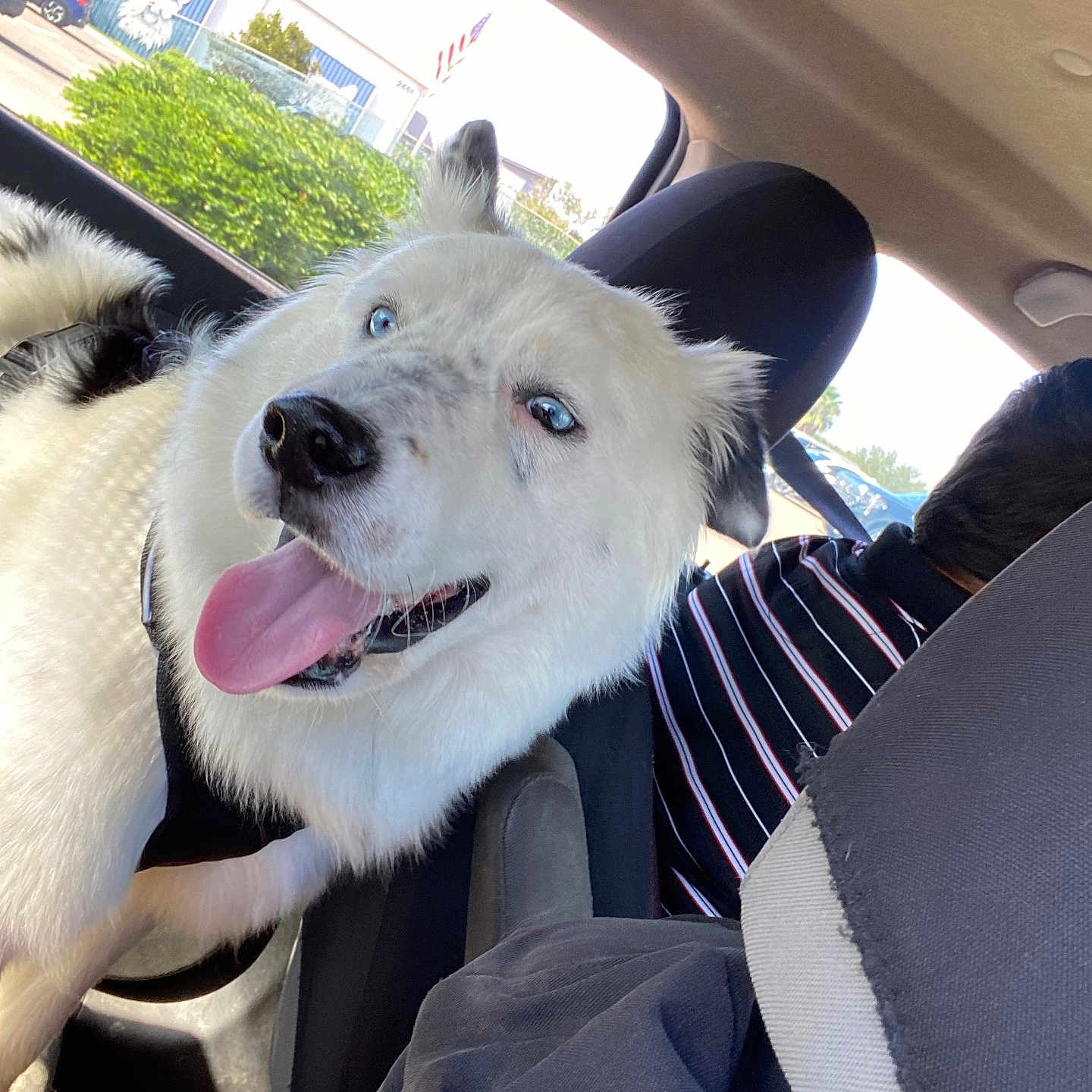 Mustafa is registered to the contest to win money with this photo: adult, animal, bodypart, canine, car, cushion, dog, eskimodog, homedecor, husky, machine, male, man, person, pet, puppy, transportation, vehicle, wheel, whitedog