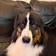 Ulys a rejoint le concours — aidez-le/la à gagner de superbes lots ! dog, pet, animal, fur, tricolor, brown_eyes, close_up, couch, leather, indoor, resting, calm, fluffy, muzzle, portrait, companion, domestic_animal, cute, face, relaxed