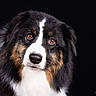 Ulys a rejoint le concours — aidez-le/la à gagner de superbes lots ! dog, portrait, black_background, fluffy, brown_eyes, white_fur, black_fur, animal, pet, canine, closeup, studio, expression, looking_at_camera, mammal, companion, friendly, adorable, fur_texture, indoors