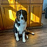 Ulys participe au concours pour gagner de l'argent avec cette photo : dog, indoor, wood_floor, kitchen, cabinet, sunlight, shadow, pet, sitting, brown, black, white, fur, flooring, home_interior, animal, domestic, quiet, calm, natural_light