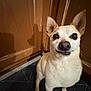 Buddy is registered to the contest to win money with this photo: dog, small_dog, light_fur, ears, floor_mat, wooden_cabinet, indoor, pet, curious, close_up, animal, canine, looking_up, furniture, home, companion, flooring, domestic, cute, portrait
