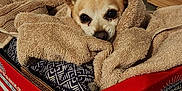 Buddy joined the competition — help win amazing prizes! dog, small_dog, towel, cardboard_box, beef_box, indoor, garage, paint_bucket, cozy, resting, animal, pet, brown_dog, wrapped, blanket, fabric, floor, container, household, relaxed