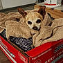 dog, small_dog, towel, cardboard_box, beef_box, indoor, garage, paint_bucket, cozy, resting, animal, pet, brown_dog, wrapped, blanket, fabric, floor, container, household, relaxed