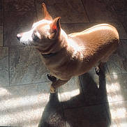 Buddy is registered to the contest to win money with this photo: dog, pet, animal, brown_fur, tile_floor, shadow, sunlight, indoor, small_dog, ears, collar, standing, side_view, quiet, calm, light_and_shadow, floor_tiles, domestic, companion, cute