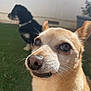Buddy is registered to the contest to win money with this photo: dog, small_dog, tan_dog, black_dog, white_spot, grass, outdoor, close_up, pets, animal, furry, ears, face, curious, blurred_background, daylight, muzzle, whiskers, collar, garden