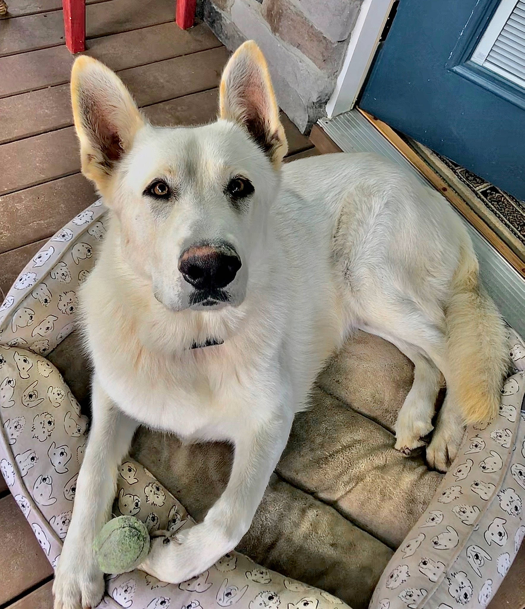 Chico is registered to the contest to win money with this photo: berger_blanc_suisse, canaan_dog, canidae, carnivore, carolina_dog, dog, dog_breed, fawn, german_shepherd_dog, korean_jindo_dog, mammal, pungsan_dog, rare_breed_dog, vertebrate, white_shepherd