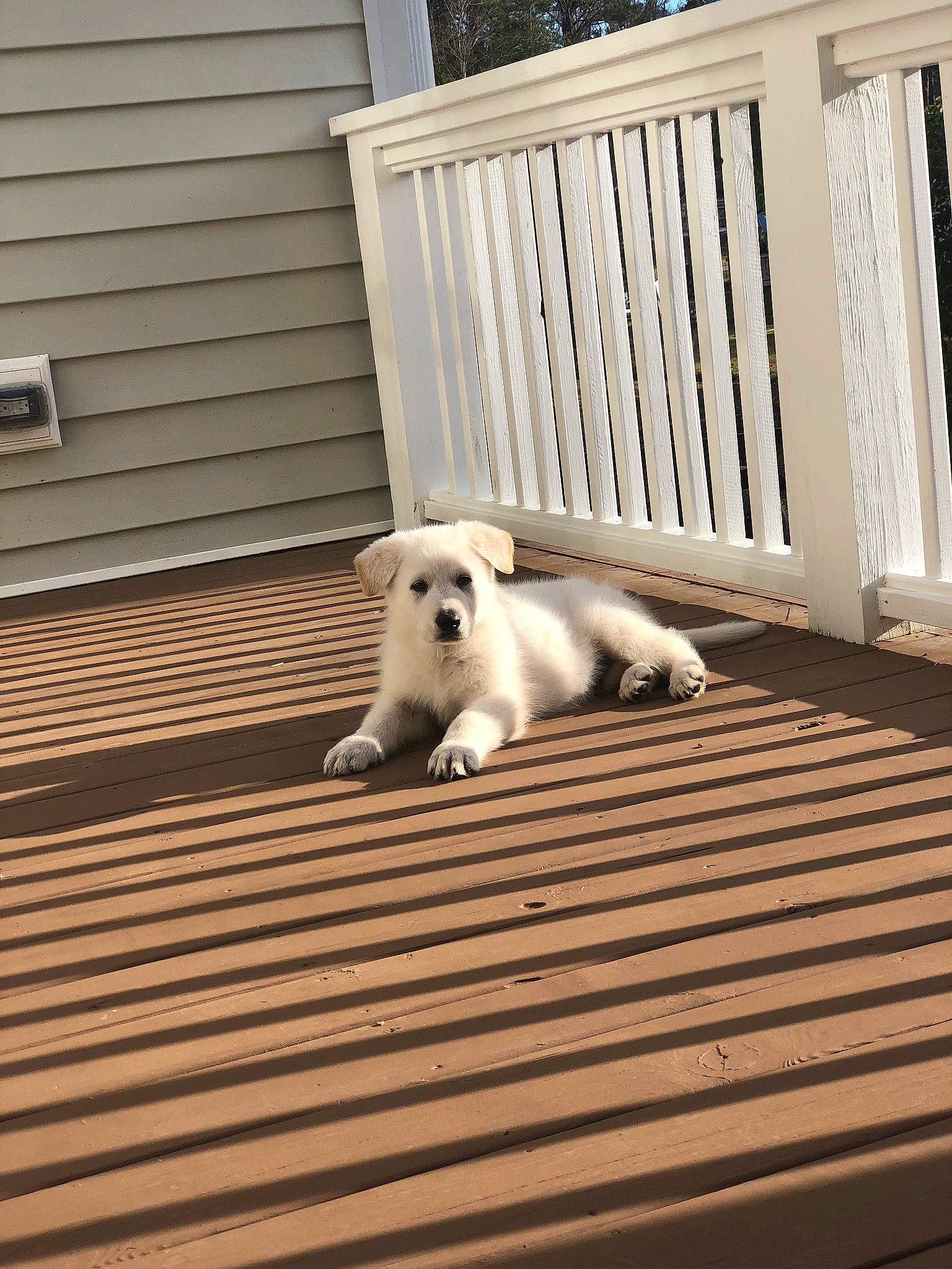 Chico joined the competition — help win amazing prizes! canidae, carnivore, companion_dog, deck, dog, dog_breed, fawn, floor, flooring, hardwood, home, non_sporting_group, puppy, sporting_group, wood