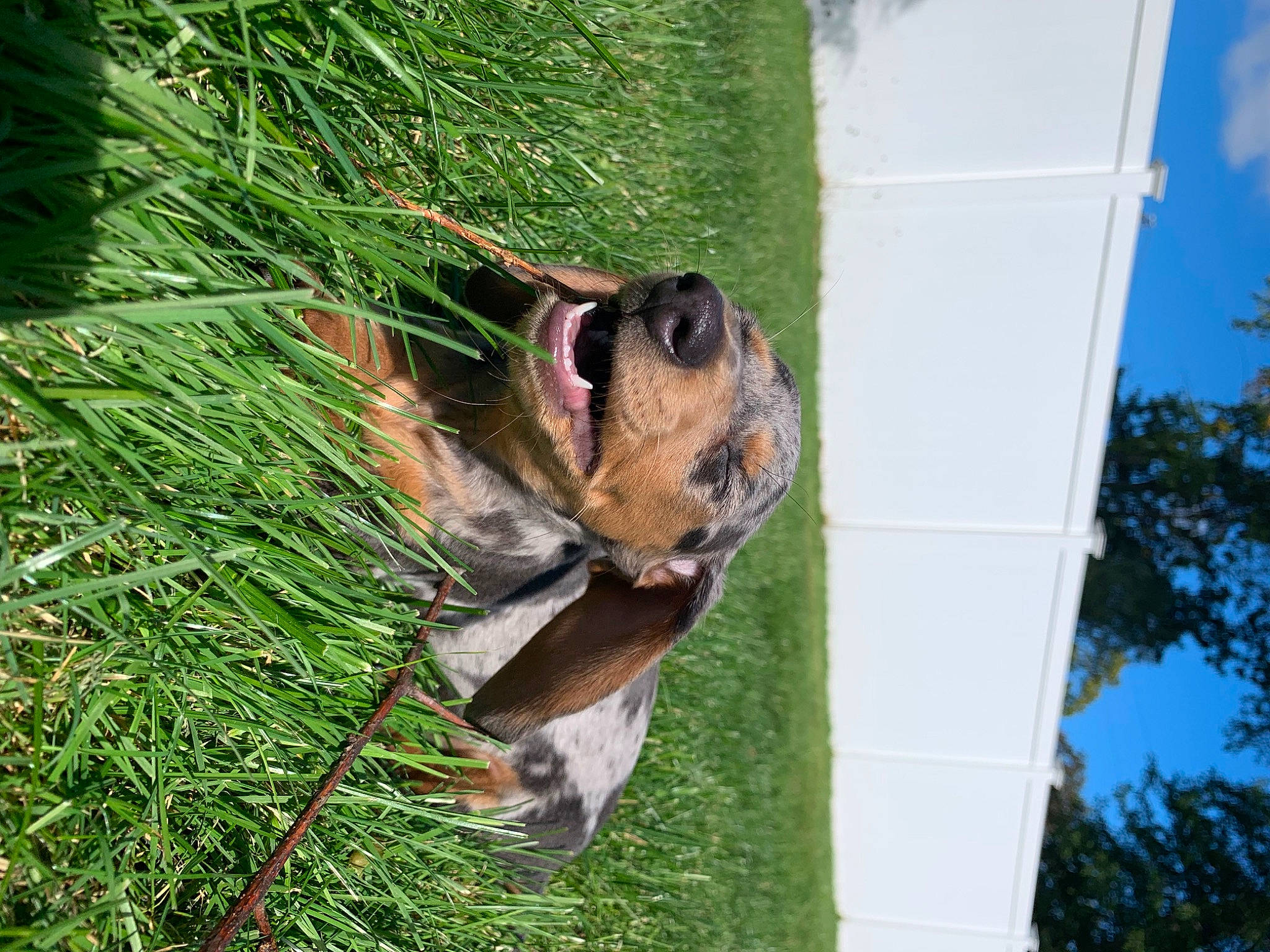 Fergus is registered to the contest to win money with this photo: carnivore, collar, companion_dog, dog, dog_breed, fawn, grass, liver, mammal, palm_tree, pet_supply, plant, sky, snout, sporting_group, tail, terrestrial_animal, terrestrial_plant, tree, working_animal