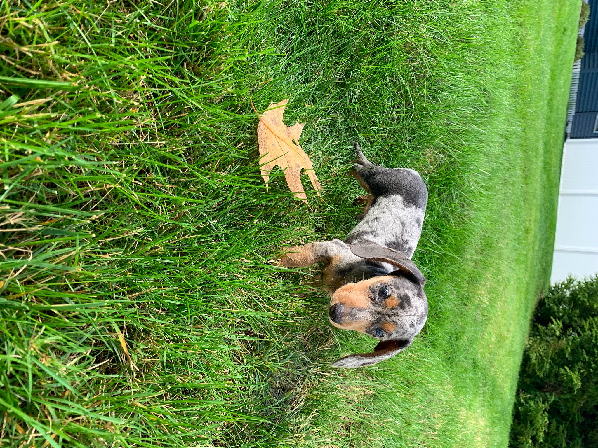 Fergus joined the competition — help win amazing prizes! canidae, carnivore, companion_dog, dog, dog_breed, fawn, grass, groundcover, lawn, lawn_ornament, plant, sedge_family, shrub, sporting_group, tail, terrestrial_animal, terrestrial_plant, tree, trunk, yard