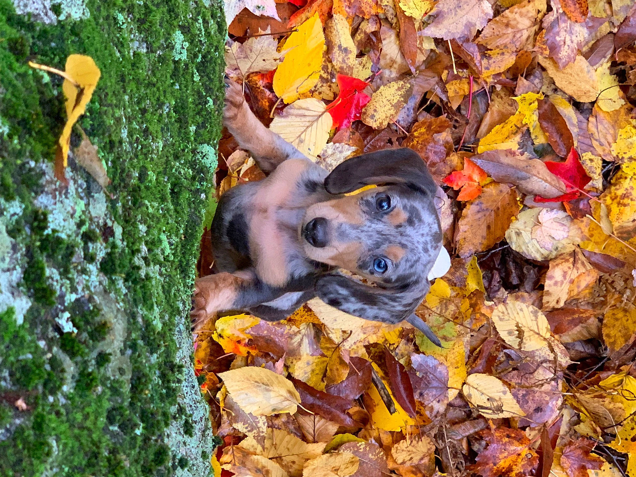 Fergus joined the competition — help win amazing prizes! carnivore, deciduous, dog, dog_breed, fawn, grass, groundcover, landscape, leaf, organism, people_in_nature, plant, rock, soil, sporting_group, tints_and_shades, trunk, waste, wood, working_animal