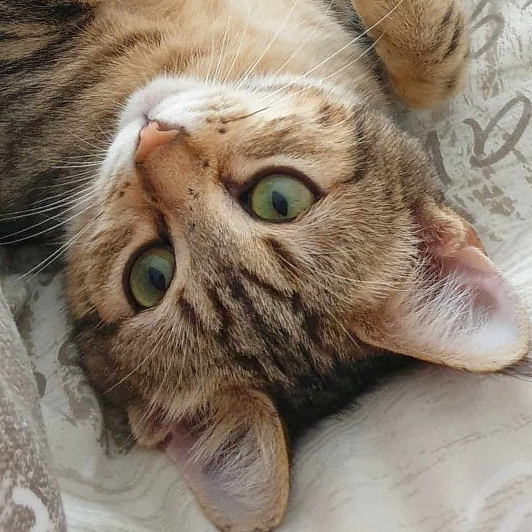 Satsuke a rejoint le concours — aidez-le/la à gagner de superbes lots ! animal, cat, close_up, cozy, curious, cute, ears, face, fur, green_eyes, indoor, lying_down, mammal, pet, resting, sleepy, soft, striped_fur, tabby_cat, whiskers