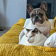 Tessy a rejoint le concours — aidez-le/la à gagner de superbes lots ! cat, dog, french_bulldog, couch, yellow_couch, pet, indoor, relaxed, companion, fur, animal, home, cozy, white_pillow, tile_floor, lamp, furniture, resting, cute, domestic