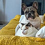 cat, dog, french_bulldog, couch, yellow_couch, pet, indoor, relaxed, companion, fur, animal, home, cozy, white_pillow, tile_floor, lamp, furniture, resting, cute, domestic