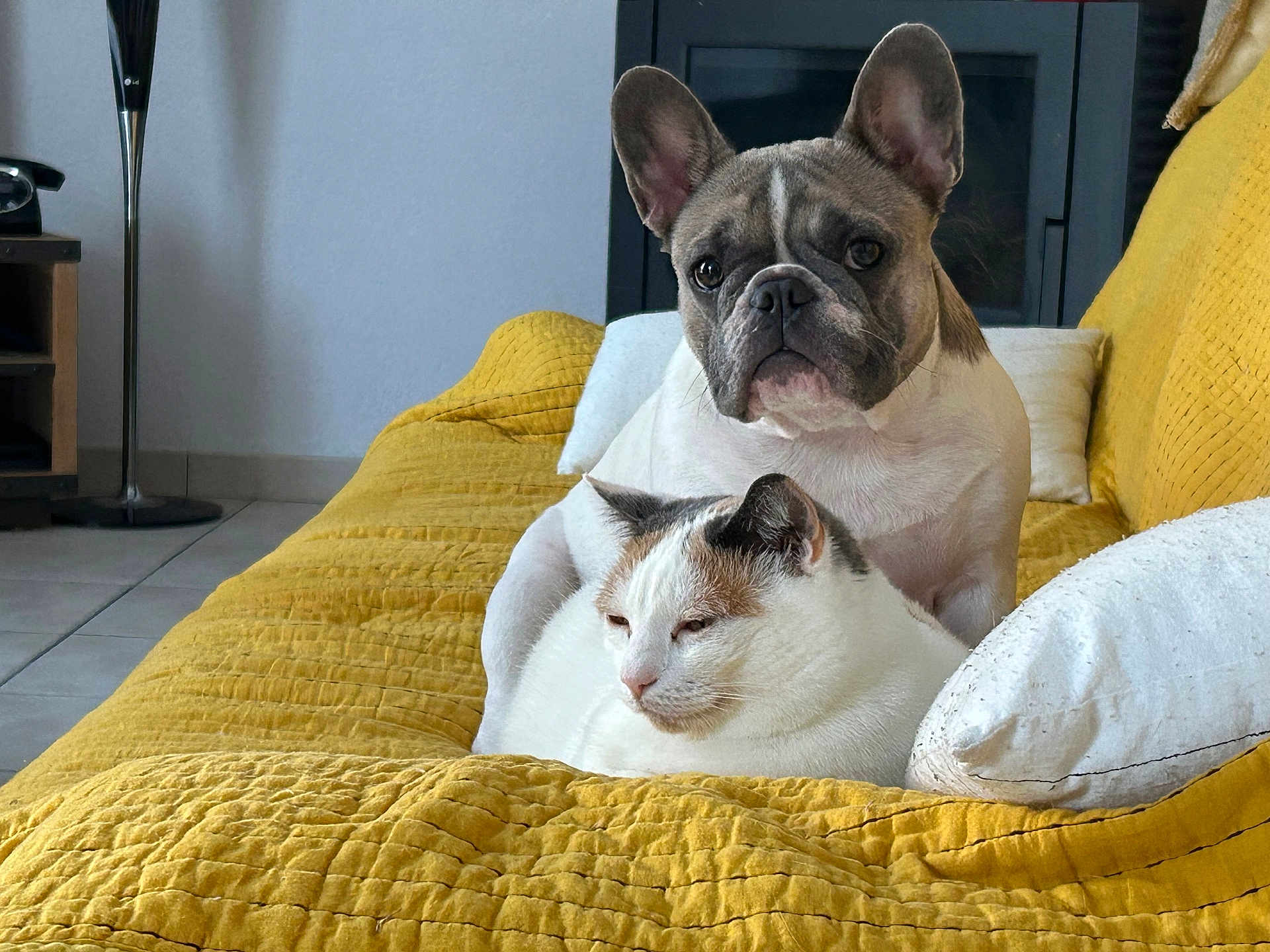 Tessy a rejoint le concours — aidez-le/la à gagner de superbes lots ! cat, dog, french_bulldog, couch, yellow_couch, pet, indoor, relaxed, companion, fur, animal, home, cozy, white_pillow, tile_floor, lamp, furniture, resting, cute, domestic