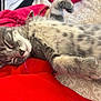kitten, sleeping, cat, gray_tabby, fur, whiskers, paw, cozy, red_fabric, nap, relaxed, cute, domestic_cat, animal, pet, close_up, soft_texture, indoor, resting, peaceful