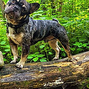 Tommy joined the competition — help win amazing prizes! dog, french_bulldog, brindle, pet, animal, forest, log, nature, greenery, outdoor, canine, curious, standing, moss, wildlife, woodland, tree, leaf, collar, rock