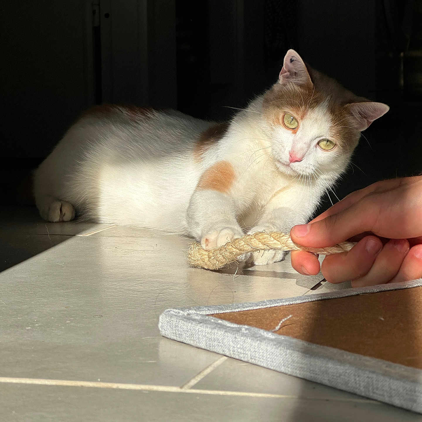 Simba