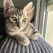 Snow a rejoint le concours — aidez-le/la à gagner de superbes lots ! cat, kitten, tabby, animal, pet, feline, whiskers, ears, eyes, paws, texture, window, light, indoor, resting, cozy, fur, closeup, portrait, soft