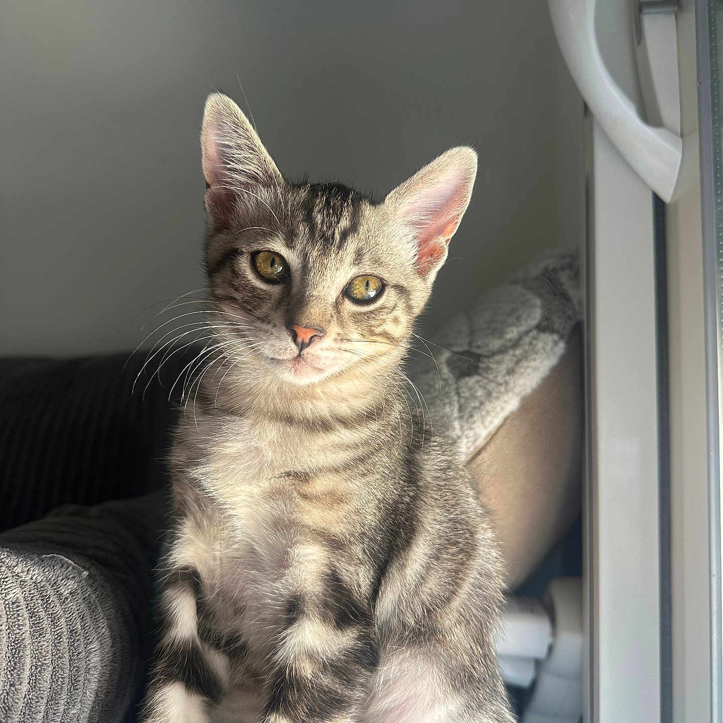 Snow participe au concours pour gagner de l'argent avec cette photo : cat, kitten, tabby, indoor, window, pet, feline, animal, curious, sitting, fur, whiskers, natural_light, cozy, domestic, cute, young, portrait, soft_light, relaxed
