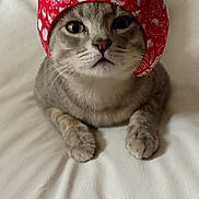 Pablo joined the competition — help win amazing prizes! animal, cat, close_up, curious, cute, domestic_cat, feline, fur, gray_cat, hat, indoor, looking_at_camera, paws, pet, portrait, red_hat, sitting, soft_light, whiskers, white_background