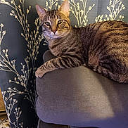Helios joined the competition — help win amazing prizes! animal, beanbag, cat, couch, cushion, furniture, homedecor, pet, pillow