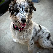 Enide a rejoint le concours — aidez-le/la à gagner de superbes lots ! dog, puppy, smiling, sitting, collar, pink_collar, fur, speckled, black_and_white, outdoor, concrete, happy, canine, pet, animal, ears, tongue, young_dog, friendly, portrait
