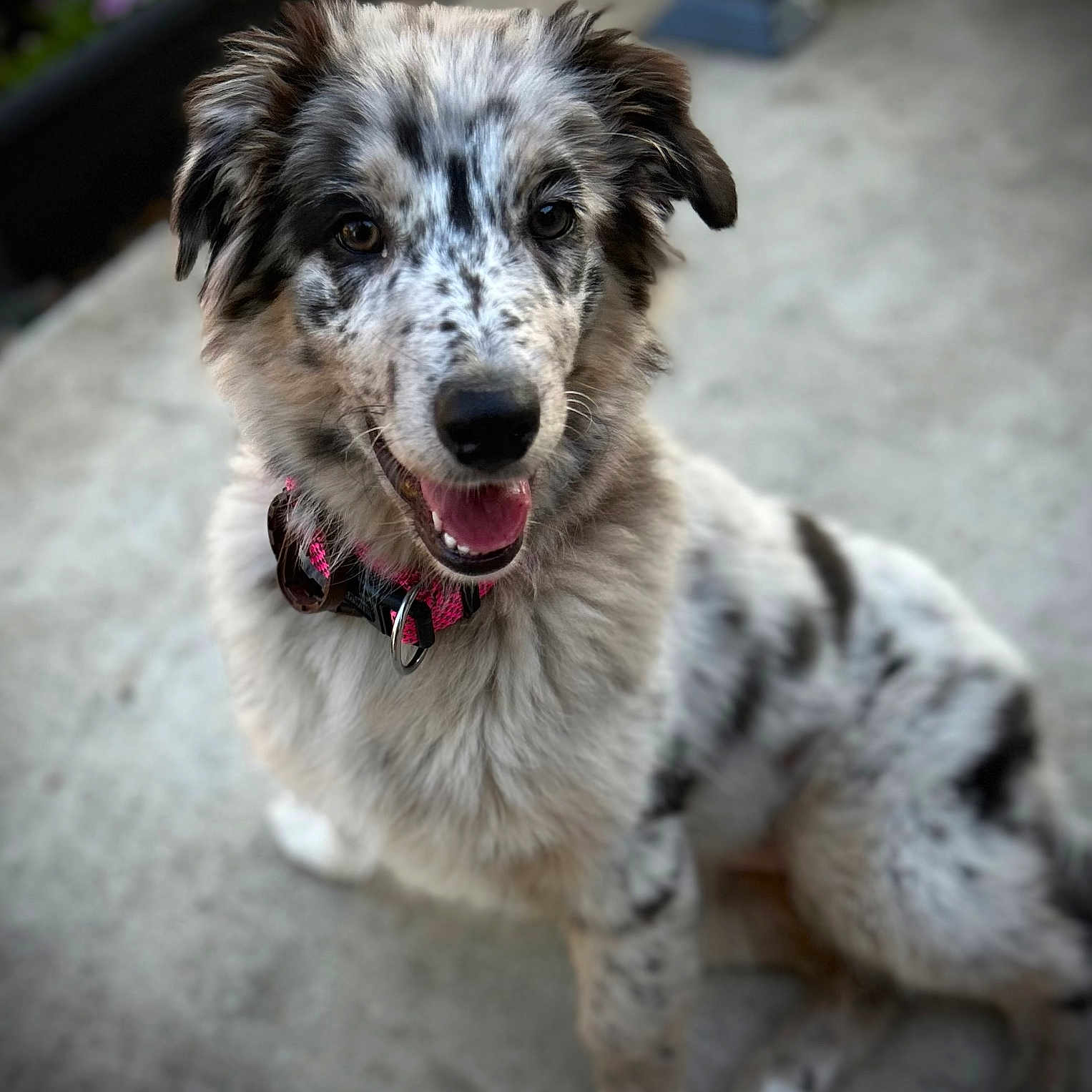 Enide a rejoint le concours — aidez-le/la à gagner de superbes lots ! dog, puppy, smiling, sitting, collar, pink_collar, fur, speckled, black_and_white, outdoor, concrete, happy, canine, pet, animal, ears, tongue, young_dog, friendly, portrait
