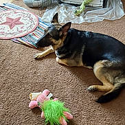 Stormie joined the competition — help win amazing prizes! animal, brown_carpet, canine, carpet, cozy, dog, domestic_animal, floor, furniture_leg, german_shepherd, home, household, indoor, lying_down, pet, plush_toy, relaxed, resting, rug, toy