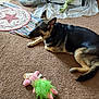 animal, brown_carpet, canine, carpet, cozy, dog, domestic_animal, floor, furniture_leg, german_shepherd, home, household, indoor, lying_down, pet, plush_toy, relaxed, resting, rug, toy