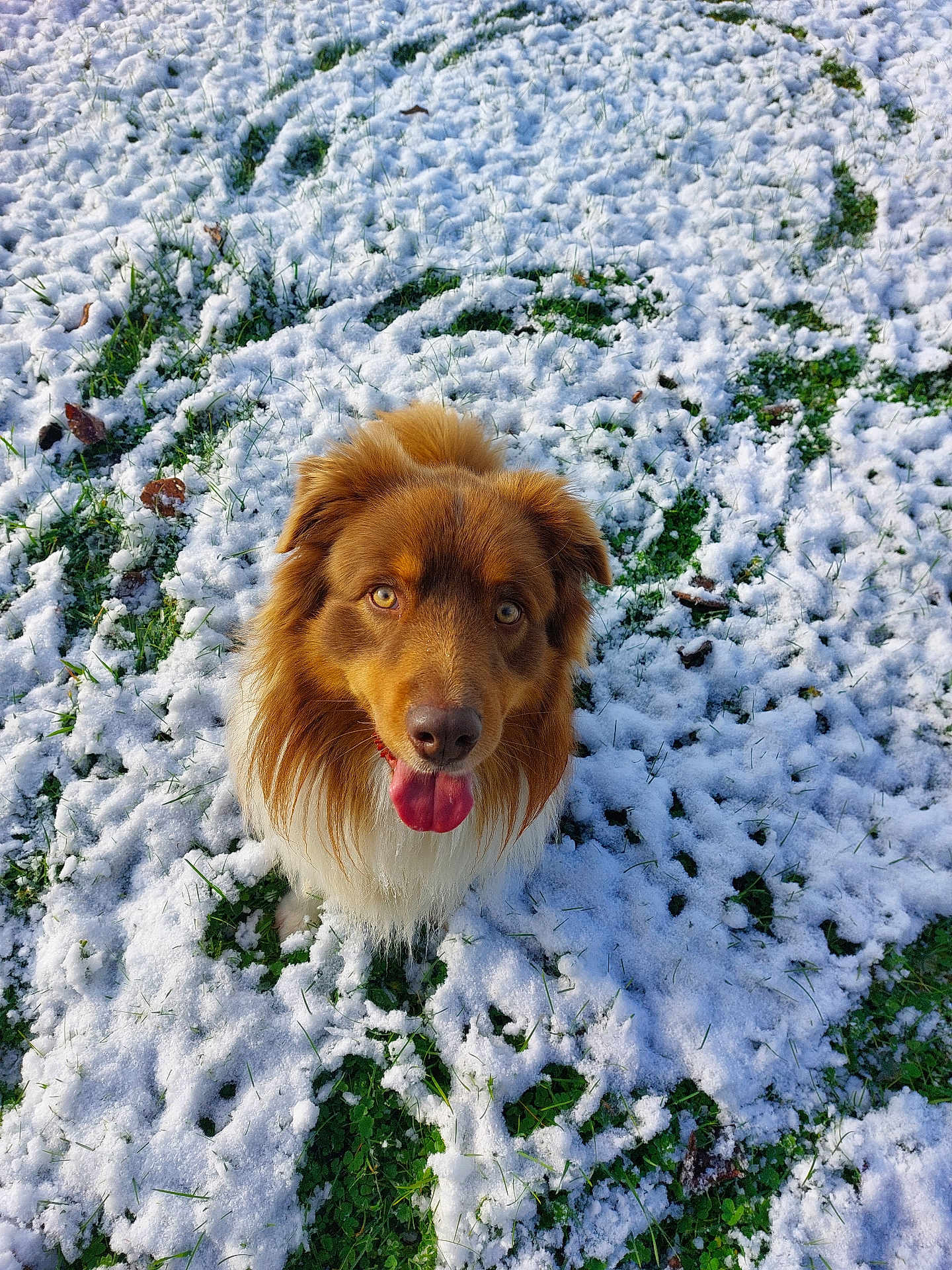 Sonic a rejoint le concours — aidez-le/la à gagner de superbes lots ! dog, snow, grass, outdoor, pet, canine, tongue_out, happy, fur, nature, winter, playful, animal, mammal, looking_up, ears, eyes, closeup, daylight, cute