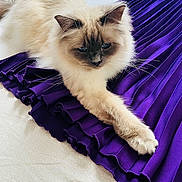 Marcel participe au concours pour gagner de l'argent avec cette photo : cat, fluffy, fur, purple_fabric, pleated, white_surface, paw, ears, face, relaxed, pet, indoor, cozy, textured, animal, mammal, resting, cute, soft, domestic