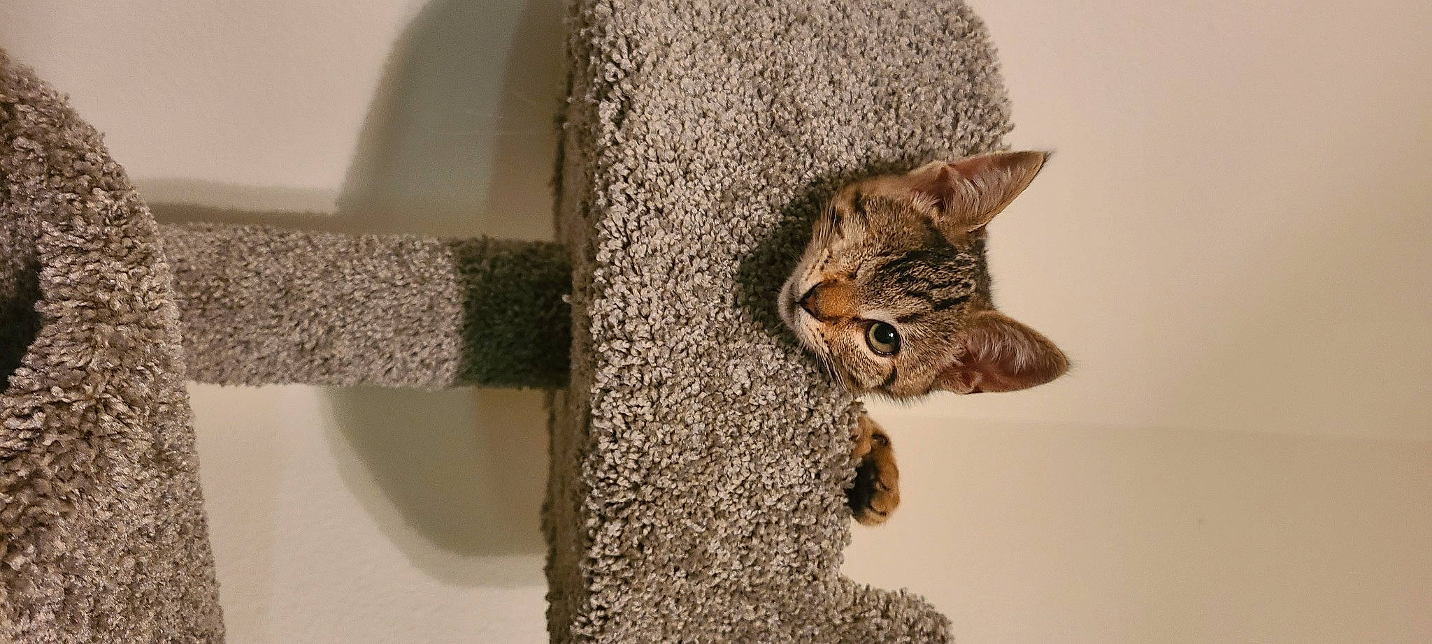 Bingo joined the competition — help win amazing prizes! art, carnivore, cat, cat_supply, domestic_short_haired_cat, fawn, felidae, fur, grey, mammal, small_to_medium_sized_cats, snout, tail, terrestrial_animal, trunk, twig, vertebrate, whiskers, wildlife, wood