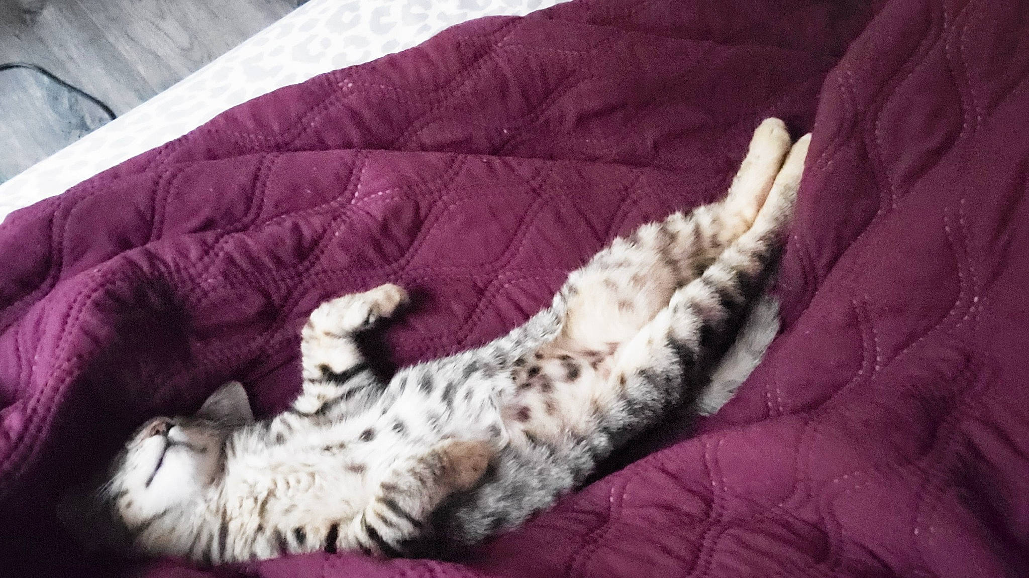 Bingo is registered to the contest to win money with this photo: canidae, carnivore, cat, claw, comfort, dog_breed, duvet, felidae, fur, linens, magenta, nap, natural_material, paw, sleep, small_to_medium_sized_cats, sporting_group, tail, textile, whiskers