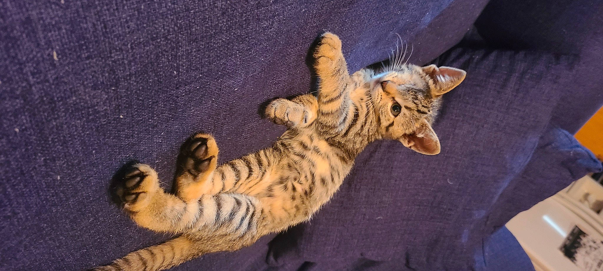 Bingo is registered to the contest to win money with this photo: bengal, carnivore, cat, claw, domestic_short_haired_cat, fawn, felidae, fur, paw, small_to_medium_sized_cats, snout, tail, terrestrial_animal, whiskers, wildlife