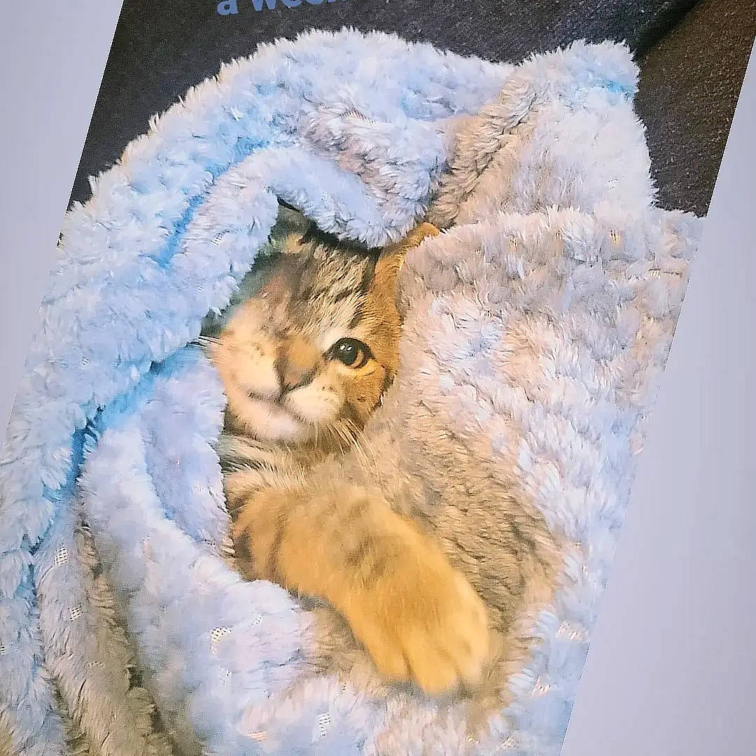 Bingo joined the competition — help win amazing prizes! art, carnivore, cat, cat_bed, claw, domestic_short_haired_cat, fawn, felidae, freezing, fur, fur_clothing, linens, pattern, paw, small_to_medium_sized_cats, tail, thread, whiskers, winter, wool