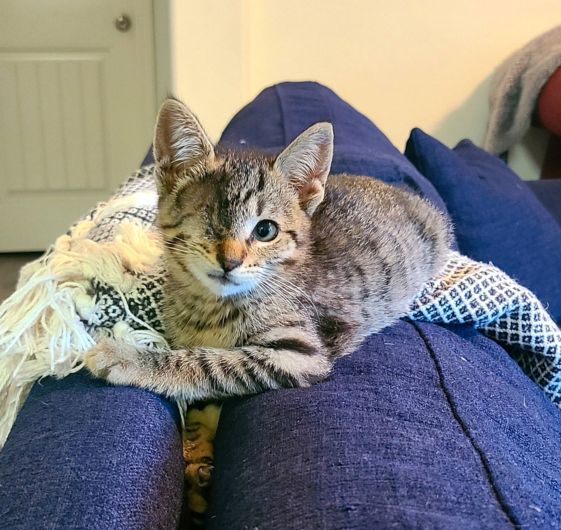 Bingo is registered to the contest to win money with this photo: carnivore, cat, claw, comfort, couch, domestic_short_haired_cat, door, ear, eye, felidae, fur, mammal, nap, paw, sitting, small_to_medium_sized_cats, snout, tail, whiskers, window