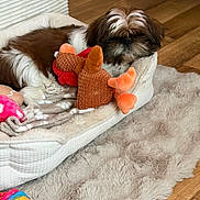 Biscotte participe au concours pour gagner de l'argent avec cette photo : dog, shih_tzu, small_dog, sleeping, fluffy, brown_and_white, pet, stuffed_animal, reindeer_toy, plush_bed, blanket, furry_rug, indoor, home, wood_floor, cozy, resting, animal_portrait, holiday_toy, cute