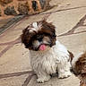 dog, puppy, shih_tzu, fluffy, small_dog, white_fur, brown_fur, sitting, tongue_out, cute, outdoor, patio, stone_pavement, stone_wall, pet, canine, long_hair, portrait, partial_dog, playful