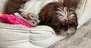 Biscotte participe au concours pour gagner de l'argent avec cette photo : dog, sleeping, small_dog, long_hair, brown_and_white, pet_bed, blanket, toy, pink_toy, rug, indoor, home, living_room, wood_floor, furniture, cozy, resting, fluffy, relaxed, cute