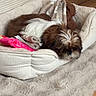 dog, sleeping, small_dog, long_hair, brown_and_white, pet_bed, blanket, toy, pink_toy, rug, indoor, home, living_room, wood_floor, furniture, cozy, resting, fluffy, relaxed, cute