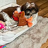 Biscotte a rejoint le concours — aidez-le/la à gagner de superbes lots ! dog, shih_tzu, small_dog, fluffy, sleeping, resting, pet, animal, plush_toy, reindeer, stuffed_animal, dog_bed, blanket, cozy, indoor, wood_floor, rug, home, brown_and_white, cute