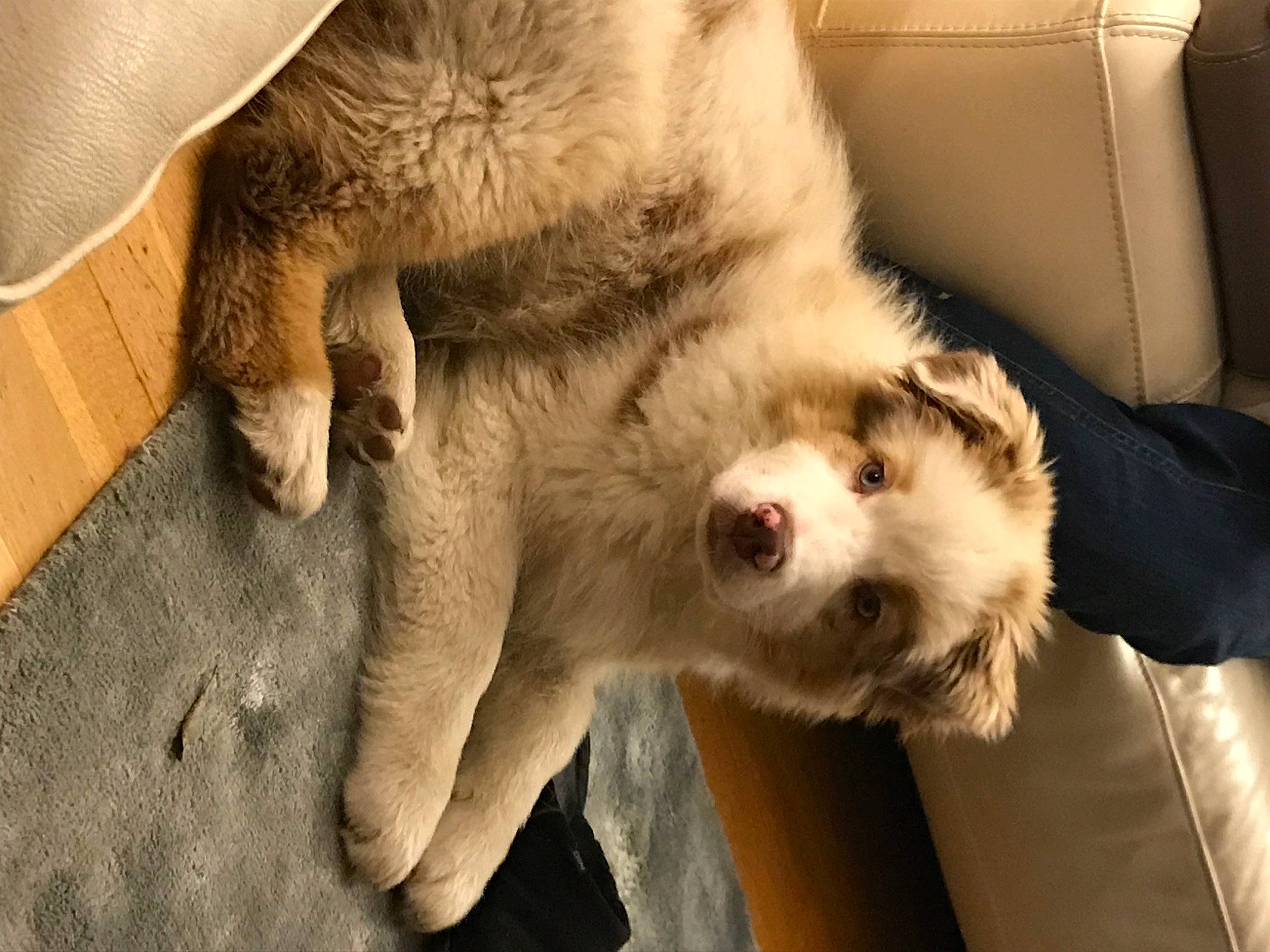 Rio a rejoint le concours — aidez-le/la à gagner de superbes lots ! canidae, carnivore, claw, companion_dog, couch, dog, dog_breed, fawn, felidae, foot, fur, paw, puppy, small_to_medium_sized_cats, snout, sporting_group, terrestrial_animal, whiskers, working_animal