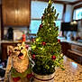 cat, christmas_tree, holiday, decorations, pajamas, indoor, kitchen, countertop, ornaments, star_topper, festive, pet, fur, eyes, mouth_open, table, plant_pot, greenery, lights, domestic