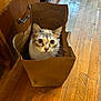 cat, brown_paper_bag, wooden_floor, indoor, curious, pet, animal, feline, wide_eyes, close_up, household, domestic, wood_cabinet, flooring, playful, cute, kitten, sitting, looking, whiskers