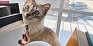 Oats joined the competition — help win amazing prizes! animal, blue_eyes, book_spine, books, cat, close_up, curious, domestic_cat, feline, indoor, mesh_screen, natural_light, pet, reading_area, sitting, sphere, stacked_books, white_sphere, window, window_view
