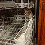 cat, dishwasher, kitchen, empty, curious, pet, appliance, metal, rack, indoor, household, feline, cleaning, container, white, wood, door, home, peek, animal